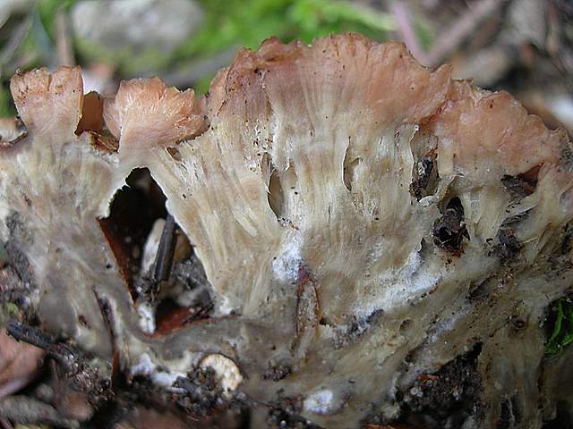 I  Funghi della collina pianeggiante
